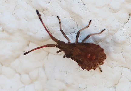 Hemiptera_Coreus marginatus