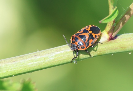 Hemiptera_Eurydema ornata