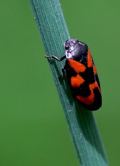 Hemiptera _Cercopis vulnerata