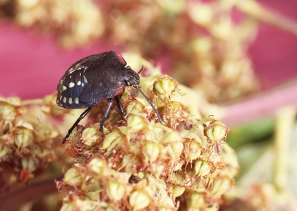 Hemiptera_Nezara viridula-1