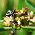 Hemiptera_Nezara viridula