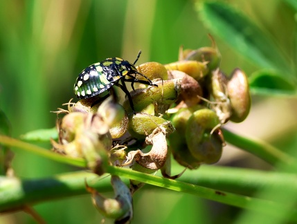 Hemiptera_Nezara viridula