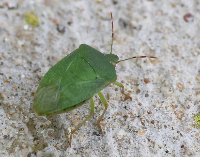 Hemiptera_Palomena prasina-1