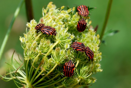 Hemiptera_Graphosoma italicum