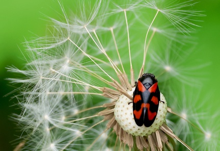 Hemiptera _Cercopis vulnerata-1