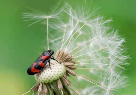 Hemiptera _Cercopis vulnerata-11
