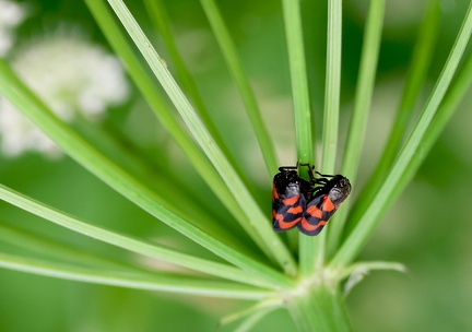 Hemiptera _Cercopis vulnerata-2