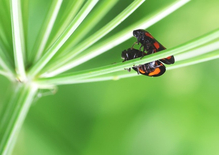 Hemiptera _Cercopis vulnerata-21