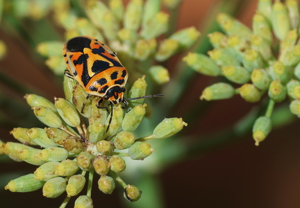 Hemiptera_Eurydema ornata-10