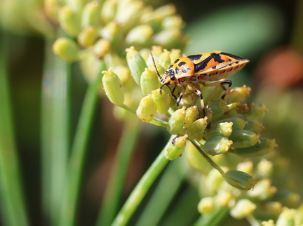 Hemiptera_Eurydema ornata-11
