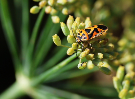 Hemiptera_Eurydema ornata-12
