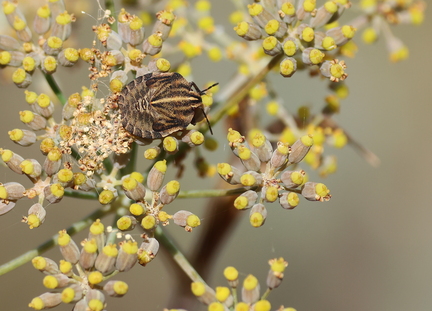 Hemiptera_Graphosoma italicum-3