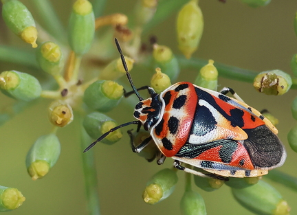 Hemiptera_Eurydema ornata-13