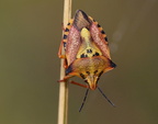 Hemiptera