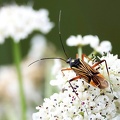 Hemiptera_Miris striatus