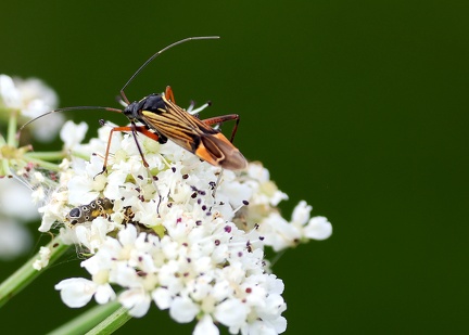 Hemiptera_Miris striatus-2
