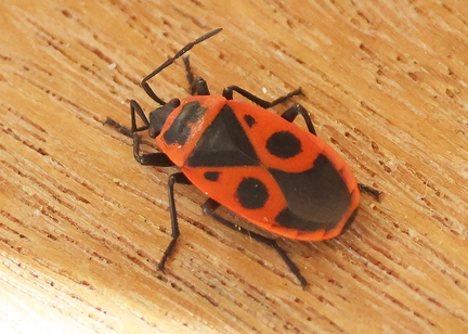  Hemiptera_Pyrrhocoris apterus