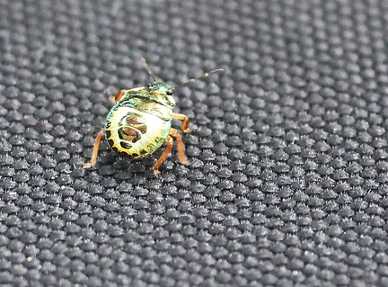 Hemiptera_Troilus luridus