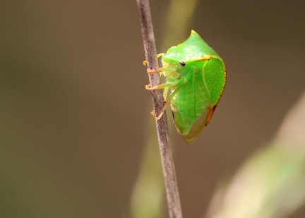 Hemiptera_Stictocephala bisonia