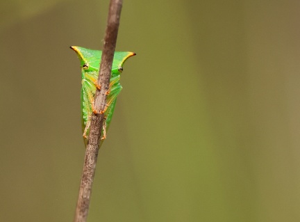 Hemiptera_Stictocephala bisonia-1