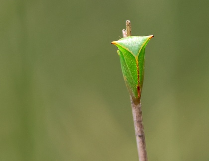 Hemiptera_Stictocephala bisonia-2
