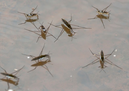 Hemiptera_Gerris lacustris