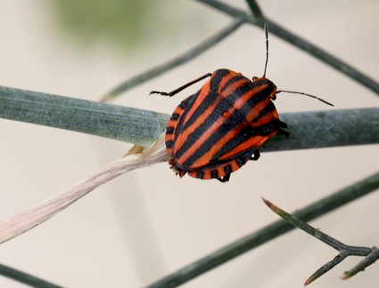 Hemiptera_Graphosoma italicum 