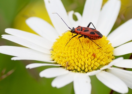 Hemiptera_Calocoris nemoralis