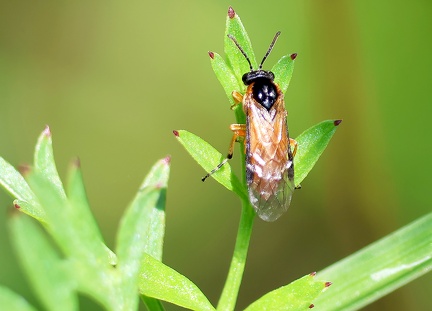 Hymenoptera_Athalia cordata
