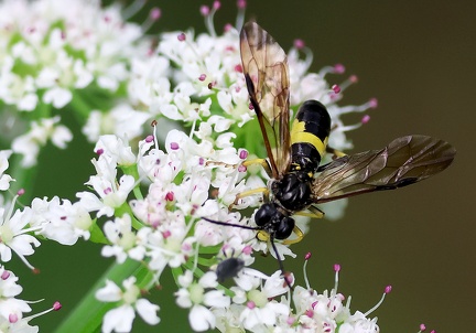 Hymenoptera_Tenthredo temula