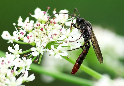 Hymenoptera_Pimpla rufipes-1