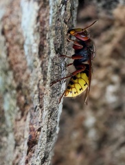 Hymenoptera_Vespa crabro