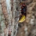 Hymenoptera_Vespa crabro