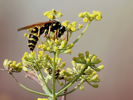 Hymenoptera_Poliste dominula-1