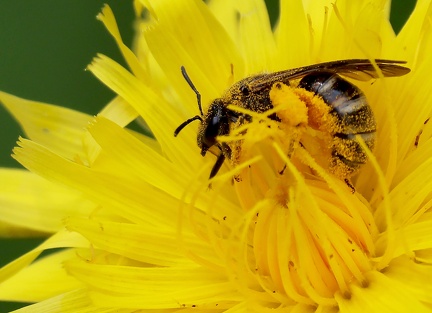 Hymenoptera_IMG 0680M