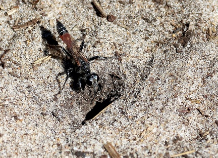 Hymenoptera_Prionyx kirbii-1