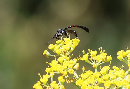 Hymenoptera_Gasteruption jaculator-1