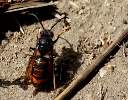 Hymenoptera_Vespa velutina-1