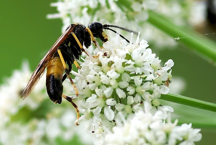 Hymenoptera_Tenthredo maculata