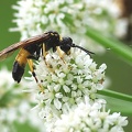 Hymenoptera_Tenthredo maculata-1