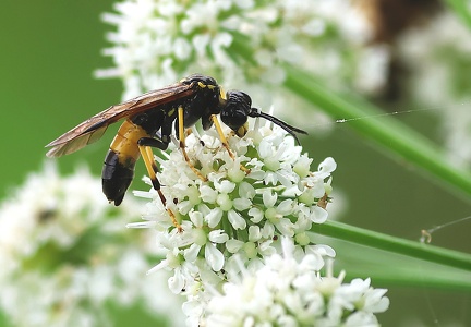 Hymenoptera_Tenthredo maculata-1