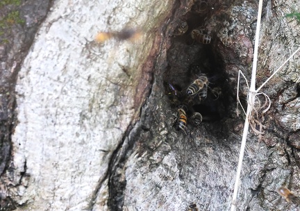 Hymenoptera_Apis mellifera-1