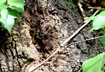 Hymenoptera_Apis mellifera