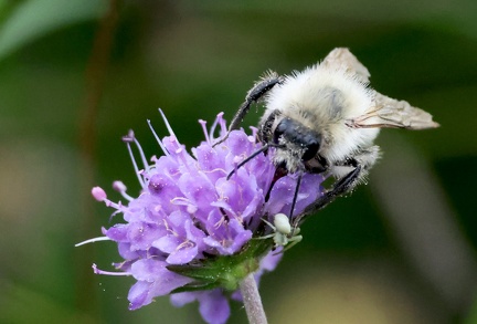 Hymenoptera_Bombus sylvarum-1