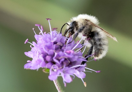 Hymenoptera_Bombus sylvarum