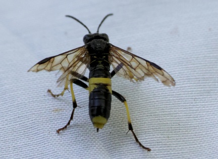 Hymenoptera_Tenthredo temula-2