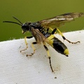 Hymenoptera_Tenthredo temula-1