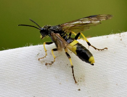 Hymenoptera_Tenthredo temula-1