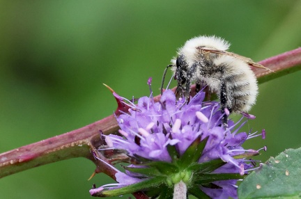 Hymenoptera_Bombus sylvarum-2