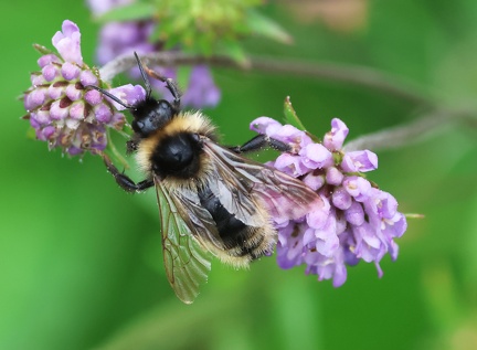 Hymenoptera_Bombus barbutellus